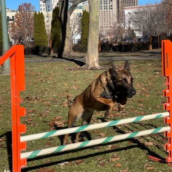 Divinity Dog Training and Boarding - Excited and focused, Athena is mid-jump over our agility training equipment. - Pet Training Near Me Divinity Dog Training and Boarding - Excited and focused, Athena is mid-jump over our agility training equipment. - Pet Training Near Me