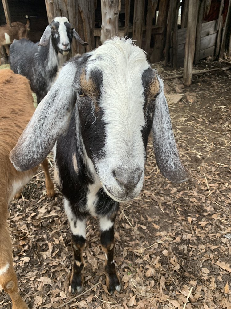The Lake Shack Grub & Pub Image