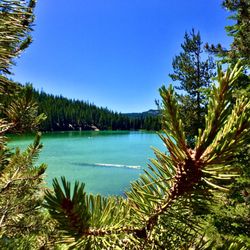 Devil's lake through the pines