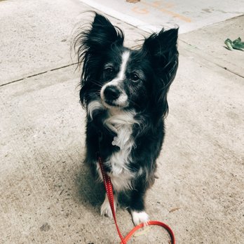 Mister Woofington Dog Walking - Theodore on his walk with Paige! - Dog Walkers Near Me - Brooklyn, New York