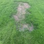 Photo of Grassmaster