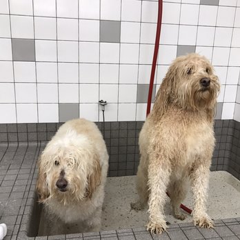 pet food express dog wash