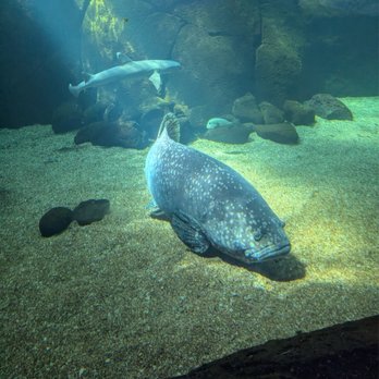 Waikiki Aquarium - Aquariums Near Me - Honolulu, Hawaii Waikiki Aquarium - Aquariums Near Me - Honolulu, Hawaii