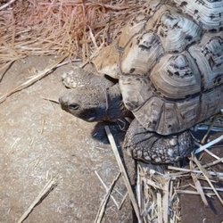 The Reptile Zoo