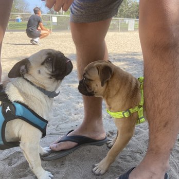 Harry Griffen Dog Park - Give me a kiss - Pet Services Near Me - La Mesa, California