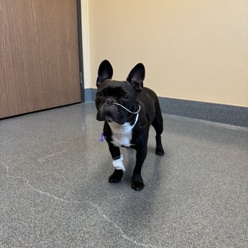 MarQueen Pet Emergency and Specialty Group - Veterinarians Near Me - Upland, California