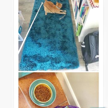 Sitter4Paws - Daily pics sent to me by my pet sitter via the convenient app which included play time! - Dog Walkers Near Me