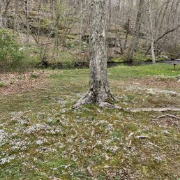 White flowers decorating the grass by a creek White flowers decorating the grass by a creek