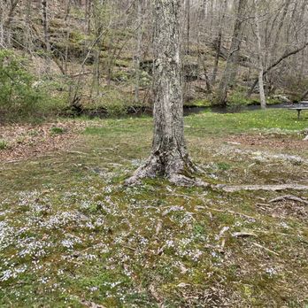 Chatfield Hollow State Park - White flowers decorating the grass by a creek - Parks Near Me - Killingworth, Connecticut Chatfield Hollow State Park - White flowers decorating the grass by a creek - Parks Near Me - Killingworth, Connecticut