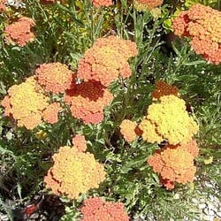 Pow Nursery