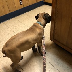 Dallas County Veterinary Hospital - Puppy Bull mastiff
