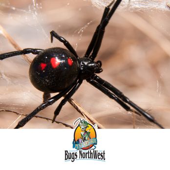 Bugs Northwest - Pest Control Near Me - Grants Pass, Oregon Bugs Northwest - Pest Control Near Me - Grants Pass, Oregon