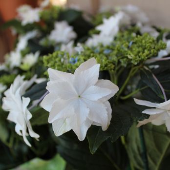 Armstrong Garden Centers 61 Photos 58 Reviews Nurseries