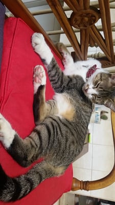 Discovery Hostel Rio by null