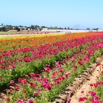 The Flower Fields - Spring is in full bloom!! - Venues & Event Spaces Near Me - Carlsbad, California The Flower Fields - Spring is in full bloom!! - Venues & Event Spaces Near Me - Carlsbad, California