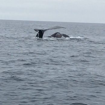 East Meets West  - Mother/calf pair of humpbacks - Boat Charters Near Me - Newport Beach, California