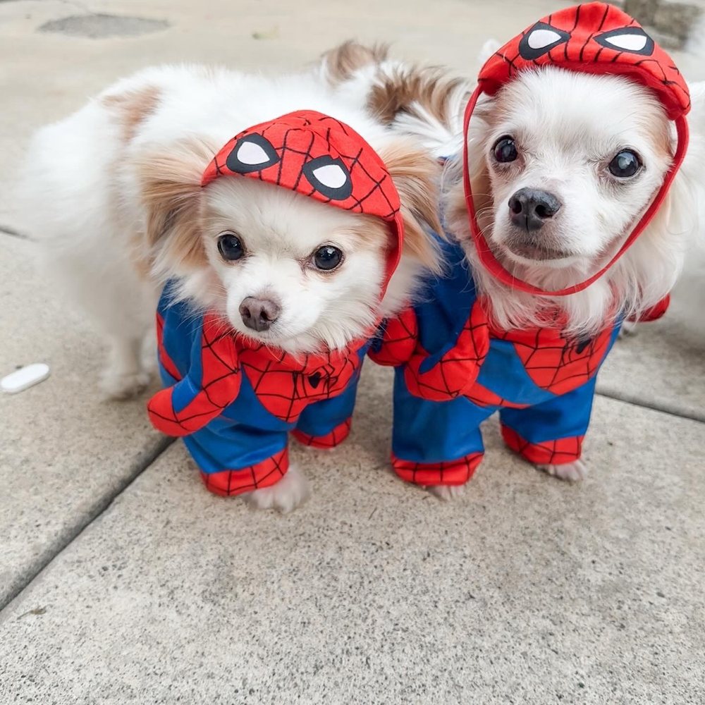 Advanced Veterinary Medical Center - Tobi & Charlie ready to take on supervillains all thanks to advanced for replenishing their health - Veterinarians Near Me - Milpitas, California