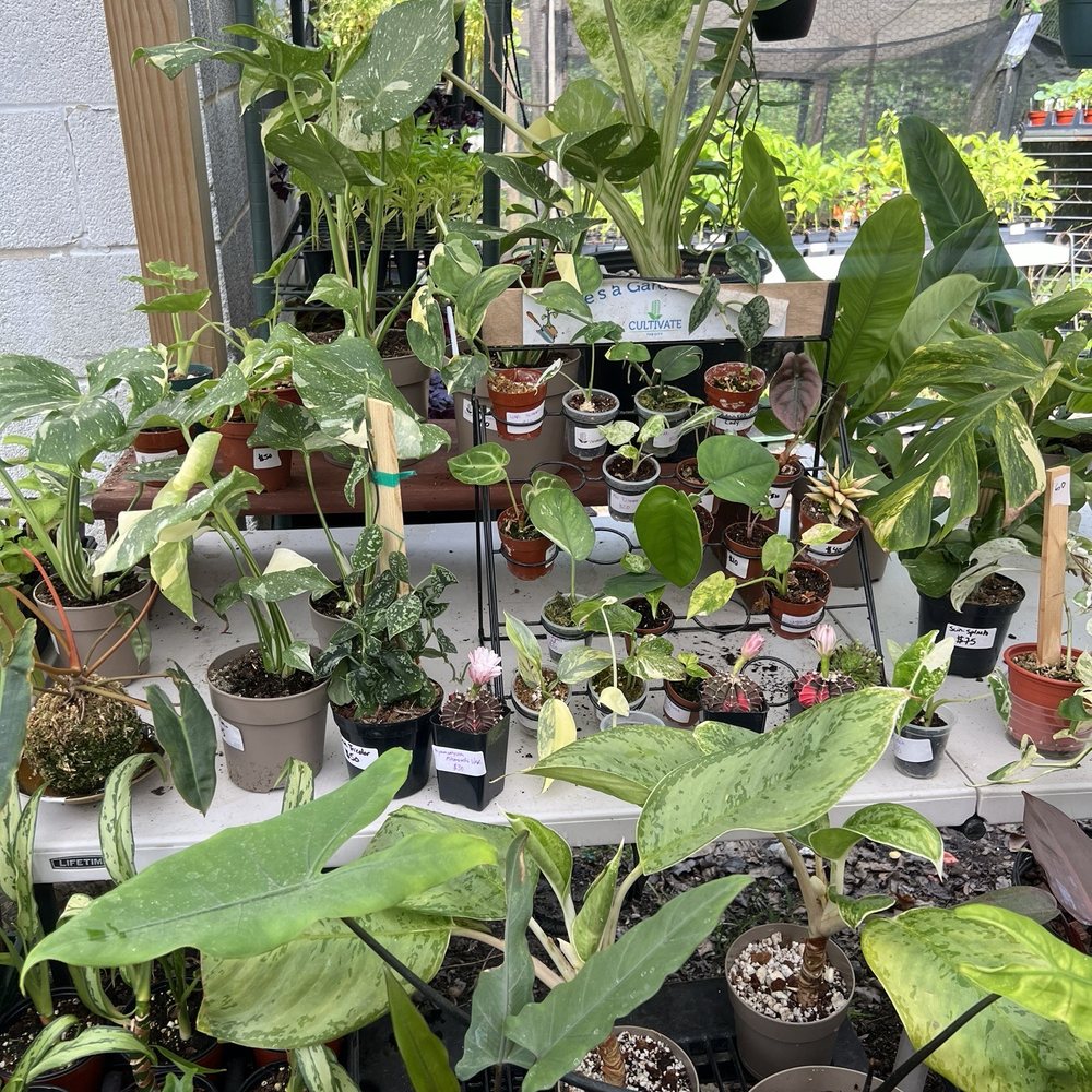Plants Alive! - Nurseries & Gardening Near Me - Silver Spring, Maryland Plants Alive! - Nurseries & Gardening Near Me - Silver Spring, Maryland