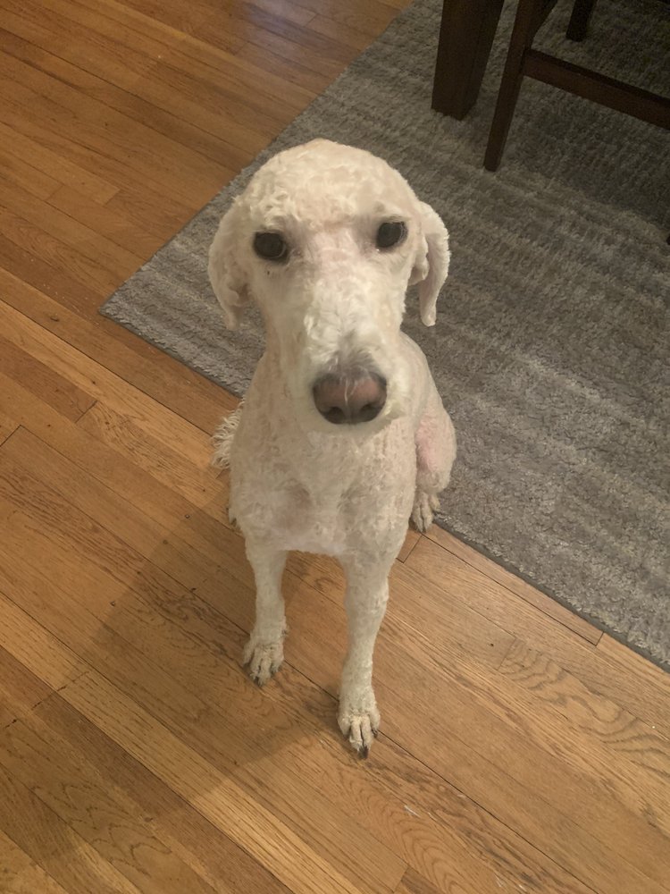 PARADISE PET GROOMING Updated September 2024 11 Photos 5813 E