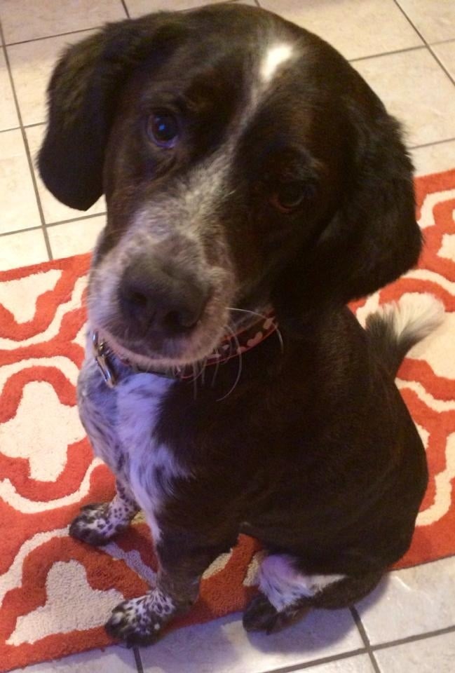 JUST 4 PAWS Updated September 2024 474 N Main St, Wilkes Barre