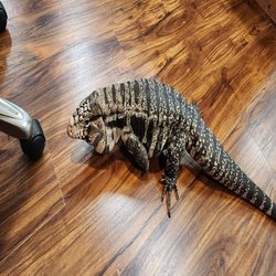 Michelle's Pet Center