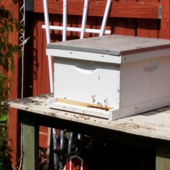 Discount Bee Removal - The bees getting established after a safe removal and transfer. - Pest Control Near Me Discount Bee Removal - The bees getting established after a safe removal and transfer. - Pest Control Near Me