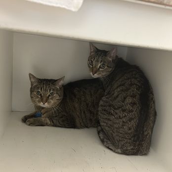 River City Cat Clinic - Aspen and Willow in cubby for shy kitties at Cat Clinic - Veterinarians Near Me - Sacramento, California River City Cat Clinic - Aspen and Willow in cubby for shy kitties at Cat Clinic - Veterinarians Near Me - Sacramento, California
