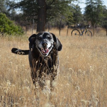 Juniper Well Ranch - Hiking and Mountain biking trails. Happy trails = Happy tails. - Hotels Near Me - Skull Valley, Arizona