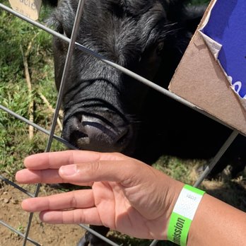 Von Thun Farms - Sweet cow - Attraction Farms Near Me - Washington, New Jersey