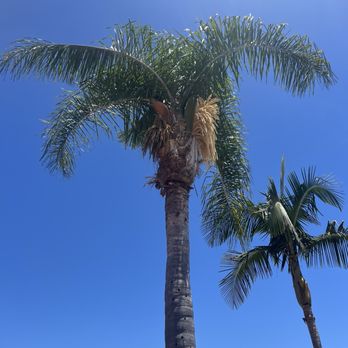 Select Tree Service - Before pruning - Tree Services Near Me Select Tree Service - Before pruning - Tree Services Near Me