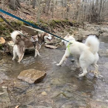 Shawnee National Forest - Dog friendly - Hiking Near Me Shawnee National Forest - Dog friendly - Hiking Near Me