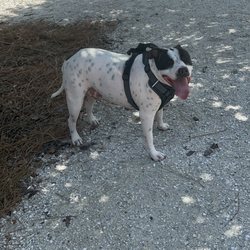 Enterprise Dog Park - Attila in the park