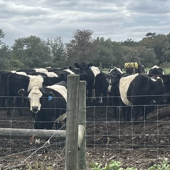 Windmist Farm - Moooooo - Farmers Market Near Me - Jamestown, Rhode Island