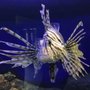 Photo of Blue Reef Aquarium