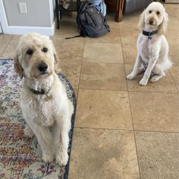 Bailey and Benji Bailey and Benji