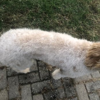 american puppy new town