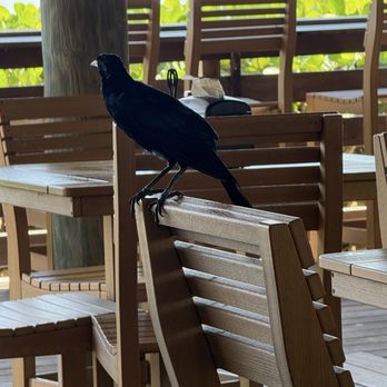 Seaside Café - Friendly bird - American Near Me - Stuart, Florida Seaside Café - Friendly bird - American Near Me - Stuart, Florida