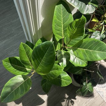 Cordova Gardens - Ficus Audrey - Nurseries & Gardening Near Me - Encinitas, California
