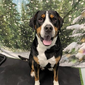 Scrub A Pup - What can I say?  He's smiling! - Pet Groomers Near Me - Chelmsford, Massachusetts
