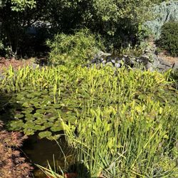 Eola Hills Wine Cellars - Coy in the pond.