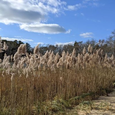 Mass Audubon Wellfleet Bay Wildlife Sanctuary by null
