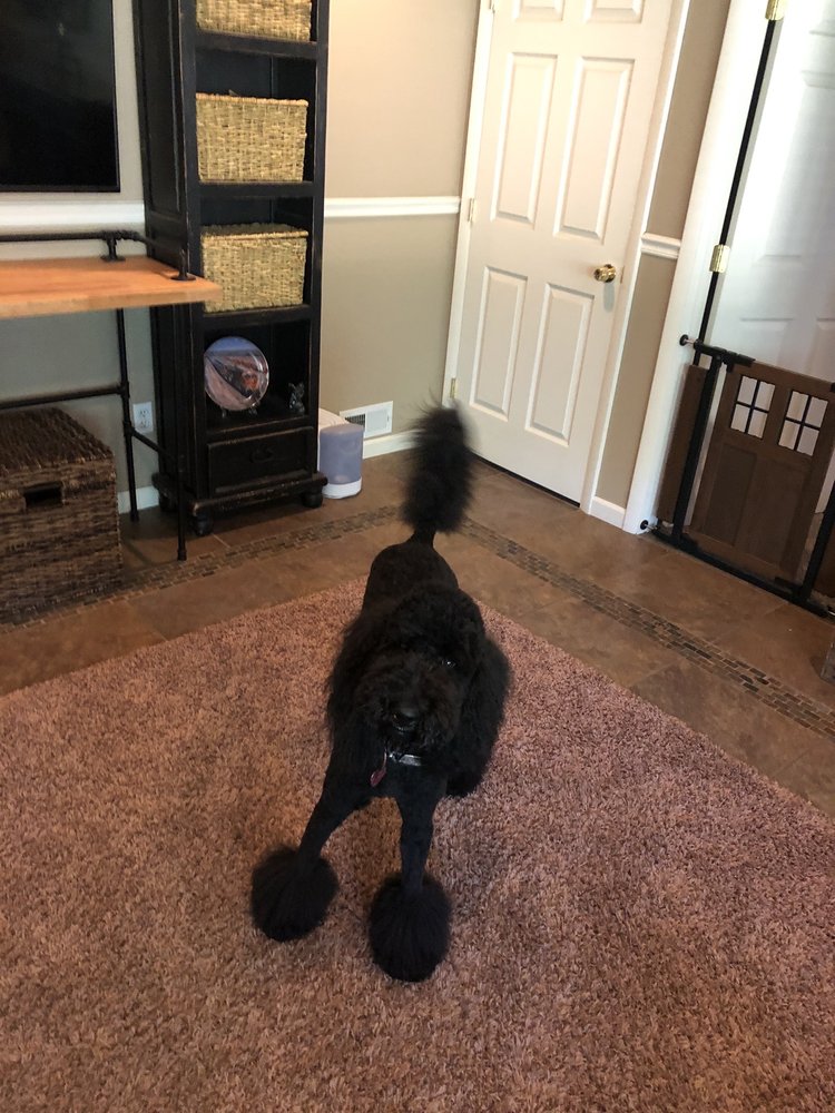 A PAWSH PET SPA ON BROADWAY Updated August 2024 39 Photos 2249