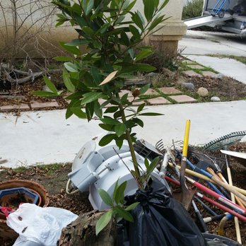 Well Done Moving - My bayleaf tree arrived safely. - Movers Near Me - Fresno, California Well Done Moving - My bayleaf tree arrived safely. - Movers Near Me - Fresno, California