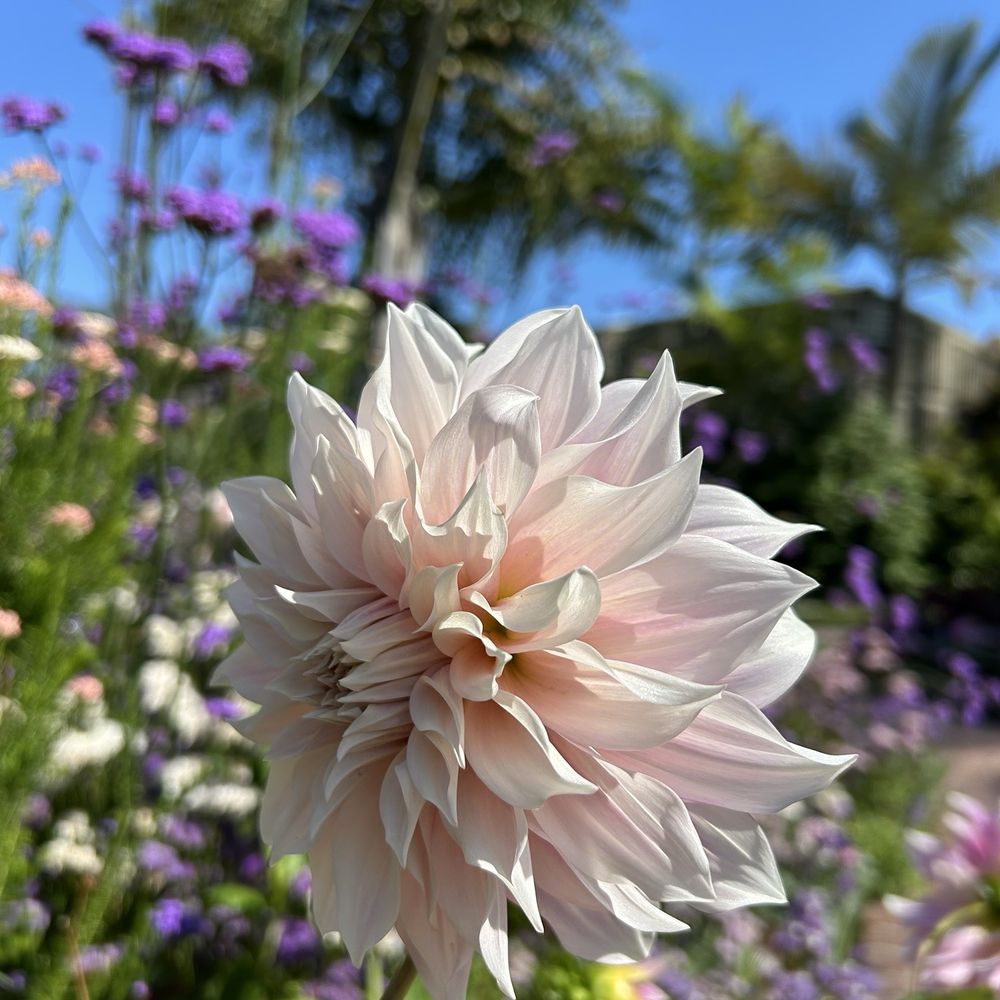 TOP 10 BEST Tulip Garden in San Diego, CA - Updated 2026 - Yelp