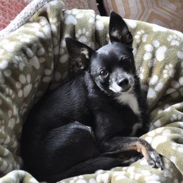 My little shadow and love of my life no longer in pain