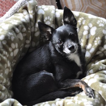 BluePearl Pet Hospice - My little shadow and love of my life no longer in pain - Veterinarians Near Me