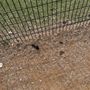 Photo of Cottonwood Dog Park