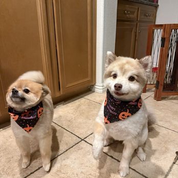 88 Pet Spa - Thank you, Miquael! - Pet Groomers Near Me - Reseda , California