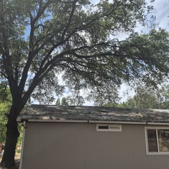 Arias Tree Service - Before - Tree Services Near Me Arias Tree Service - Before - Tree Services Near Me