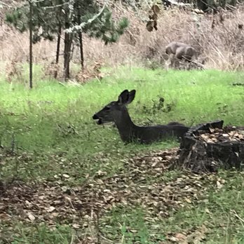 Mission Ranch - Some deer we saw one morning just to the left of our porch. - Venues & Event Spaces Near Me - Carmel, California